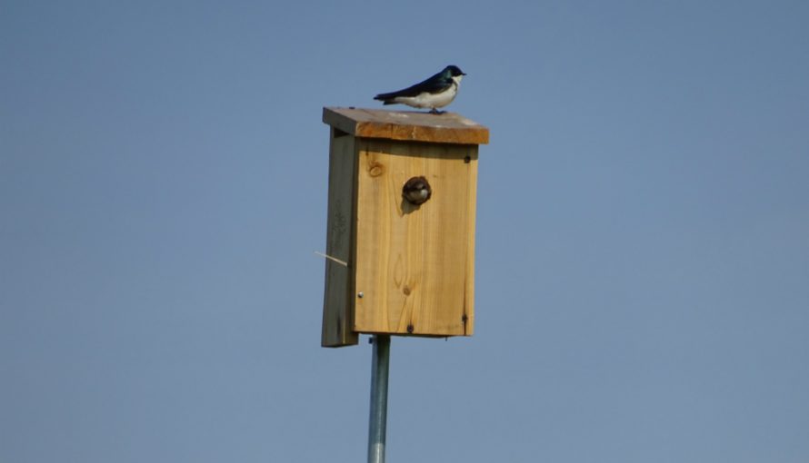 A tree swallow occupies a bird house at World Garden Commons. Image taken by Jack Norland, 2018.
